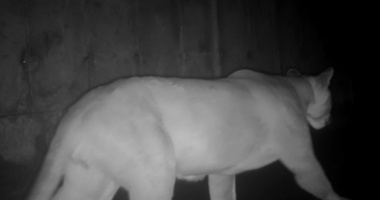 VÍDEO: Onça é flagrada em passagem de fauna da Rodovia dos Tamoios