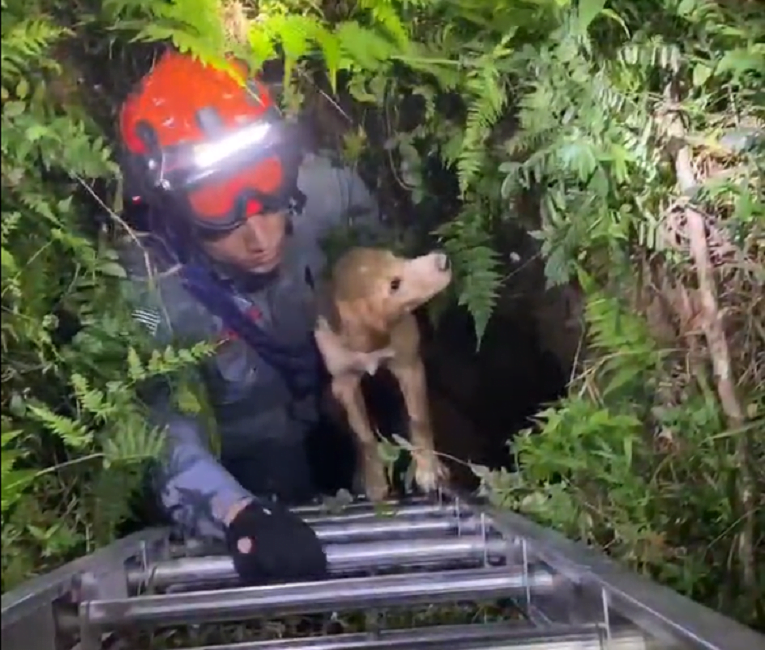 Cachorro é resgatado de poço de 3 metros, em São José dos Campos
