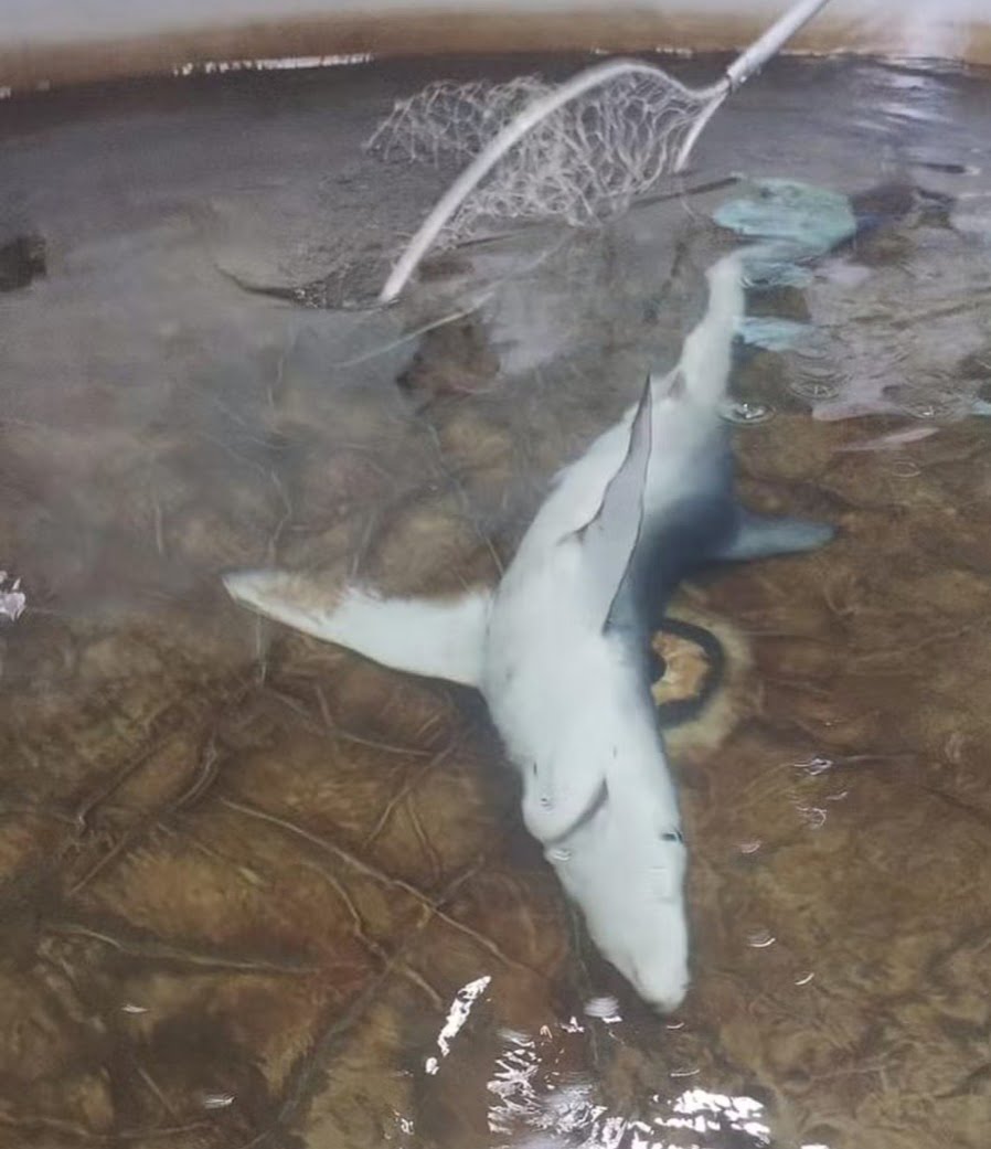 Tubarão-azul morre após encalhar na praia do Perequê em Ilhabela