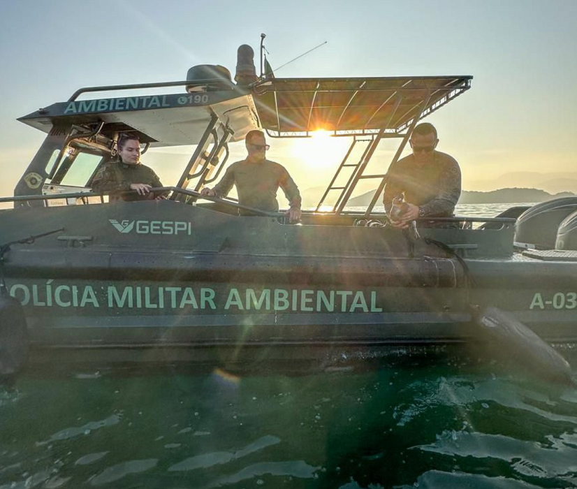 Polícia Ambiental resgata pinguim de Magalhães em Ubatuba