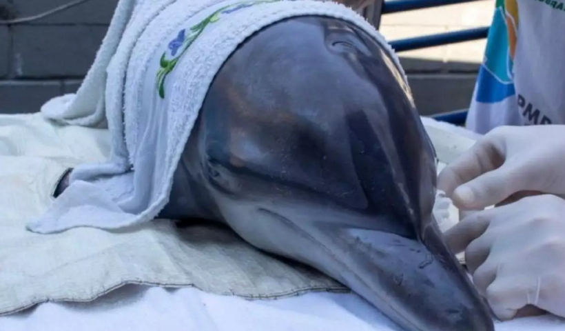 Golfinho é resgatado após encalhar em Ubatuba e ficar debilitado