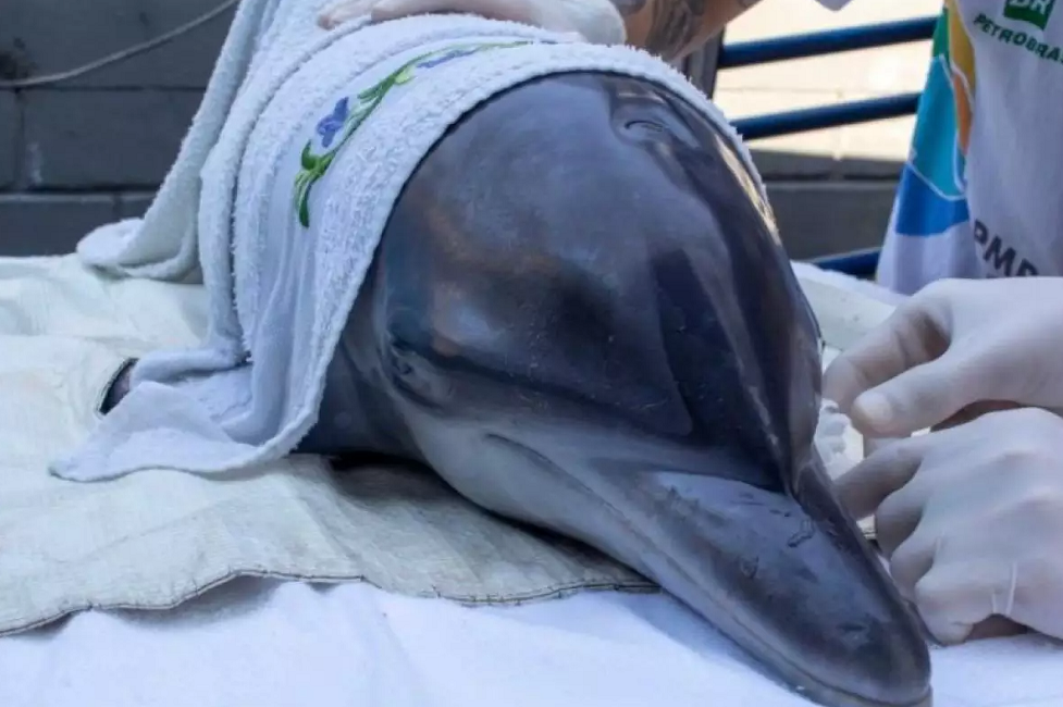 Golfinho é resgatado após encalhar em Ubatuba e ficar debilitado