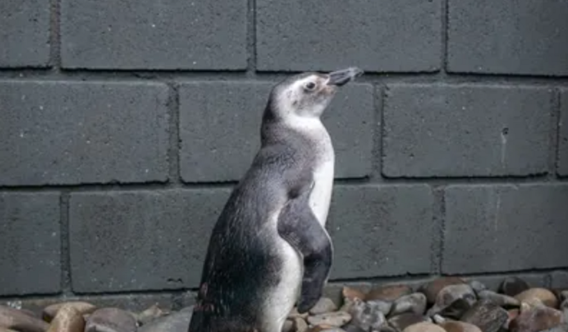 Temporada de pinguins: animais começam a visitar Litoral Norte em busca de alimentos