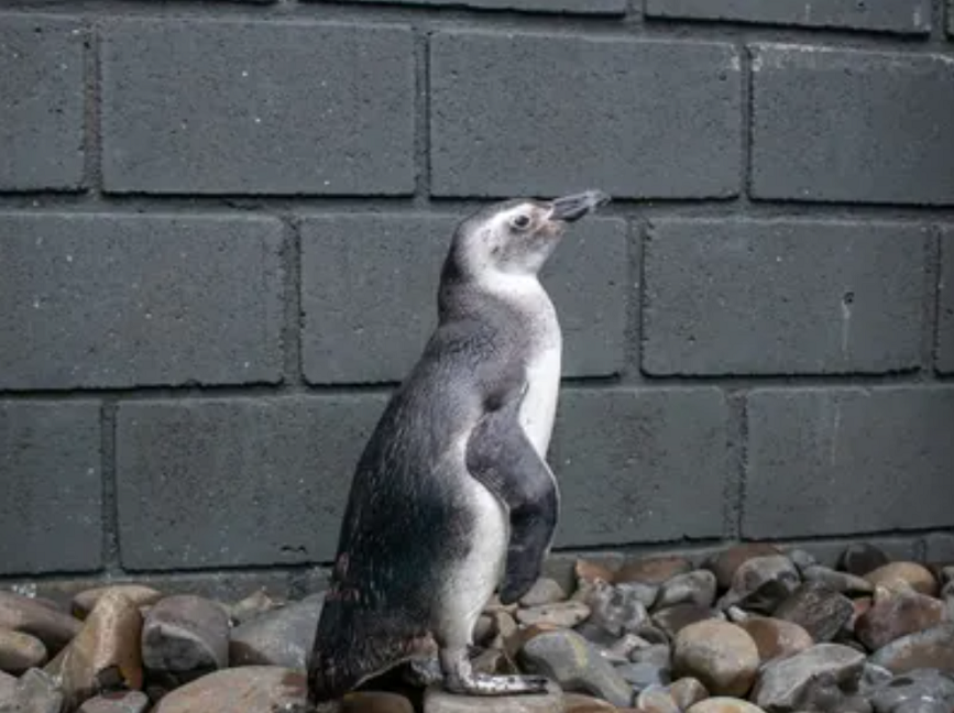 Temporada de pinguins: animais começam a visitar Litoral Norte em busca de alimentos