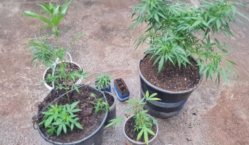 Homem é preso com tablete e pés de maconha em Jacareí