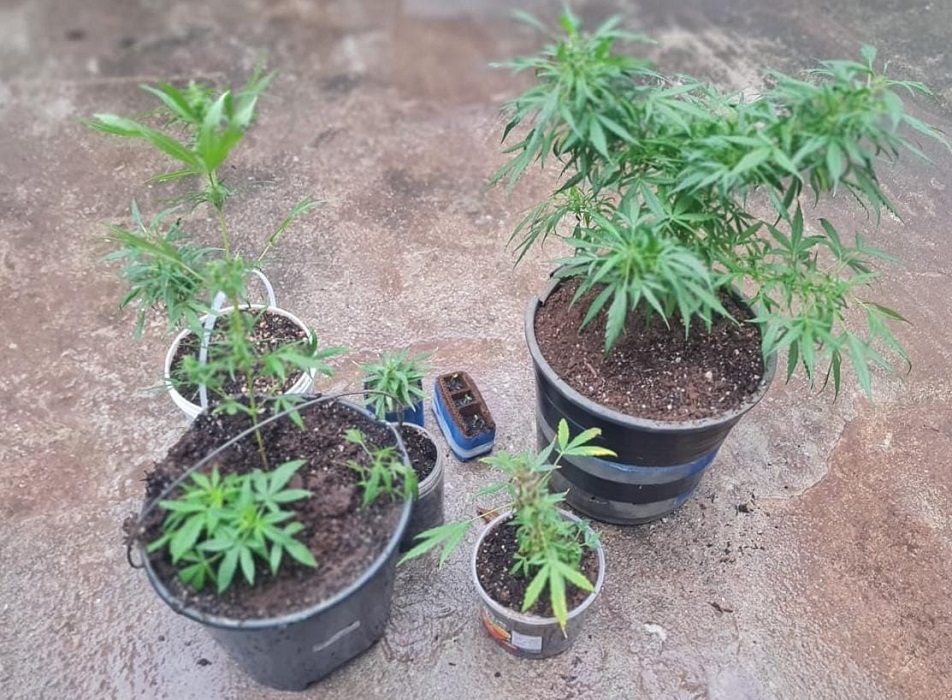 Homem é preso com tablete e pés de maconha em Jacareí