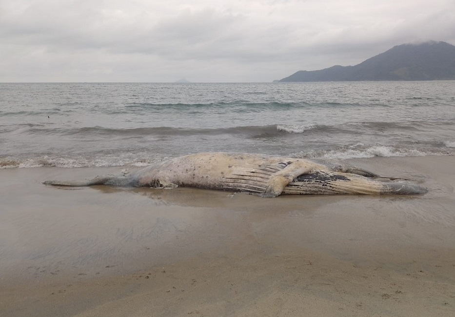 Aumenta o número de baleias mortas no Litoral Norte de SP