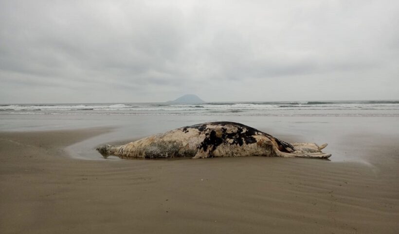 Aumenta o número de baleias mortas no Litoral Norte de SP