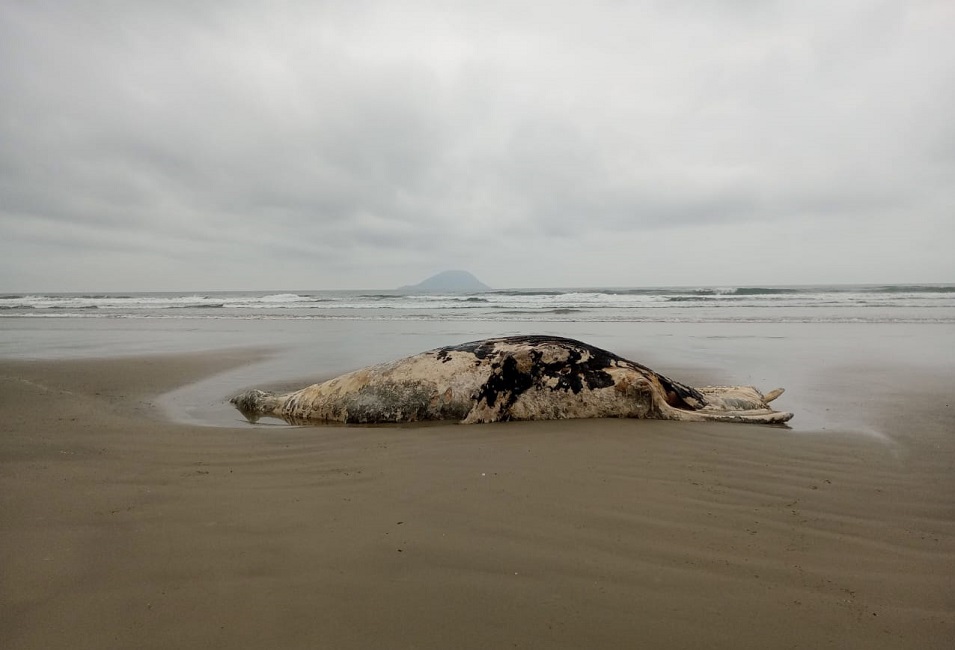 Aumenta o número de baleias mortas no Litoral Norte de SP