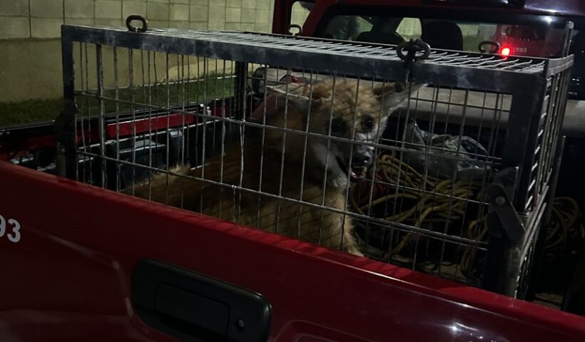 VÍDEO: Lobo-Guará é resgatado no Aeroporto de São José dos Campos