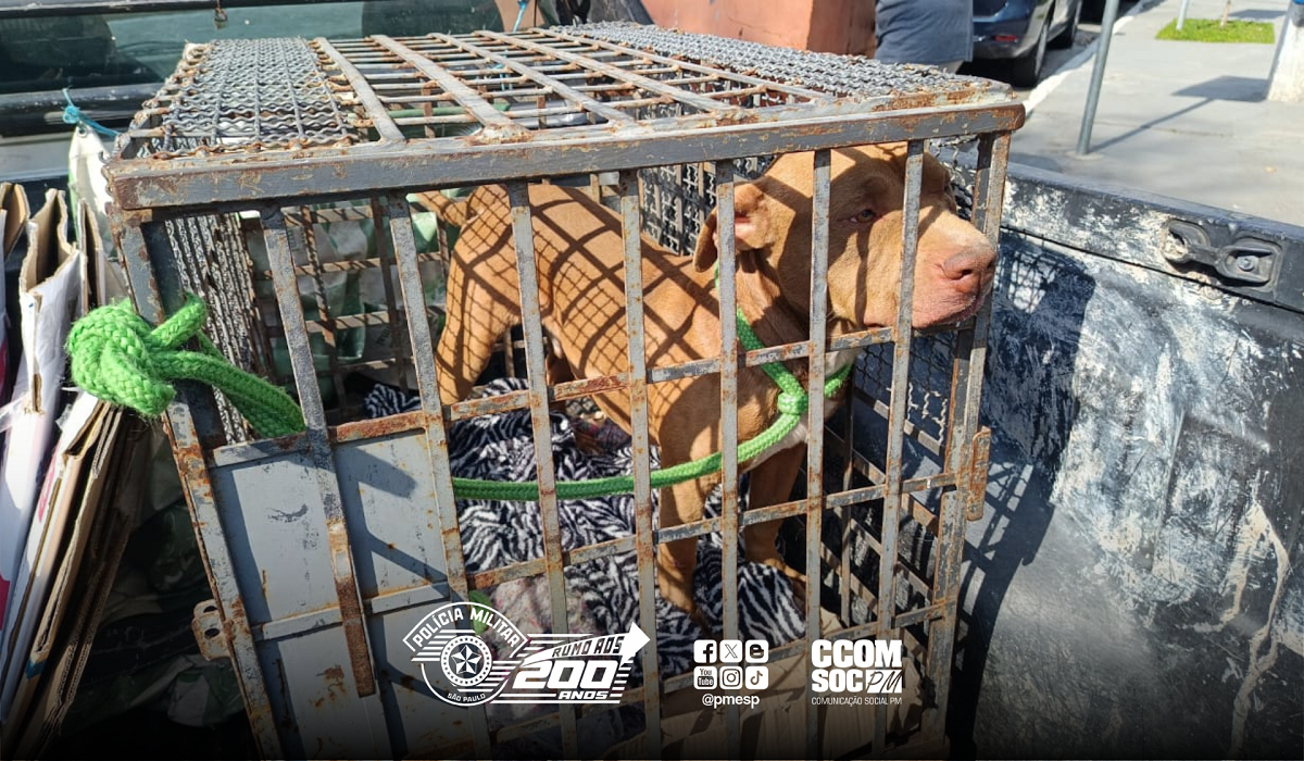 PM Ambiental e CCZ resgatam pit bull em maus-tratos em Taubaté