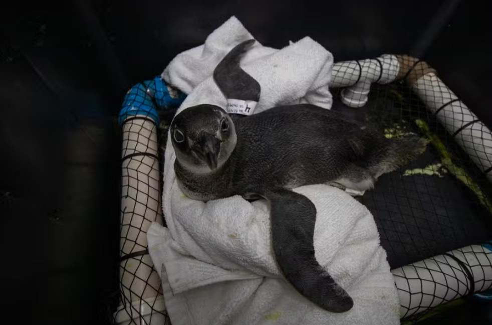 Temporada de pinguins: animais começam a visitar Litoral Norte em busca de alimentos