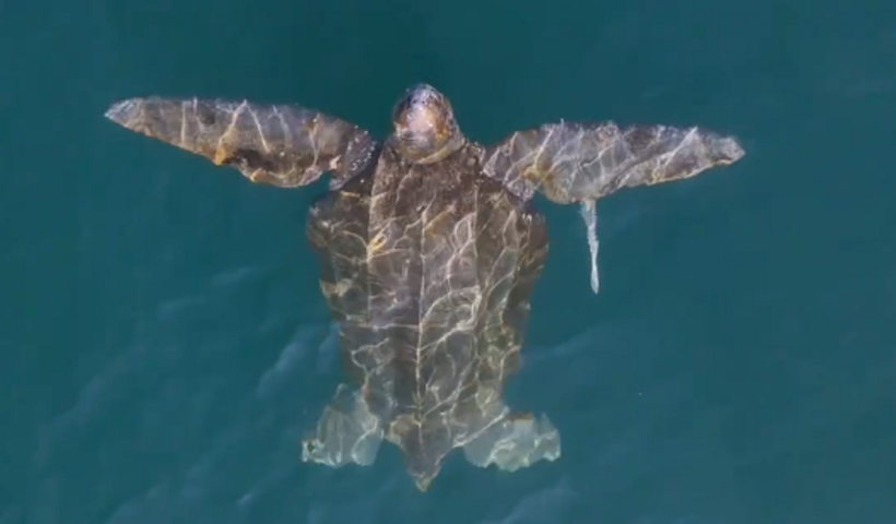 VÍDEO: Maior tartaruga do mundo é vista em Ilhabela