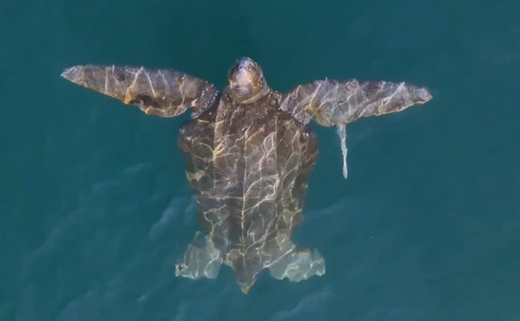 VÍDEO: Maior tartaruga do mundo é vista em Ilhabela