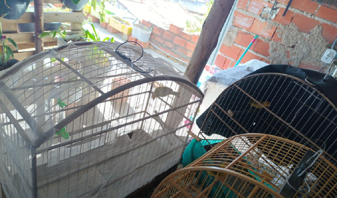 Aves em cativeiro irregular são apreendidas em Cunha e Jacareí