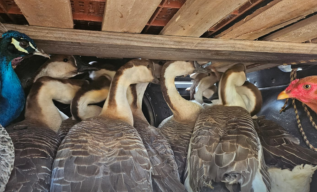 Homem é multado em R$ 195 mil por maus-tratos a galinhas em rodovia do Vale