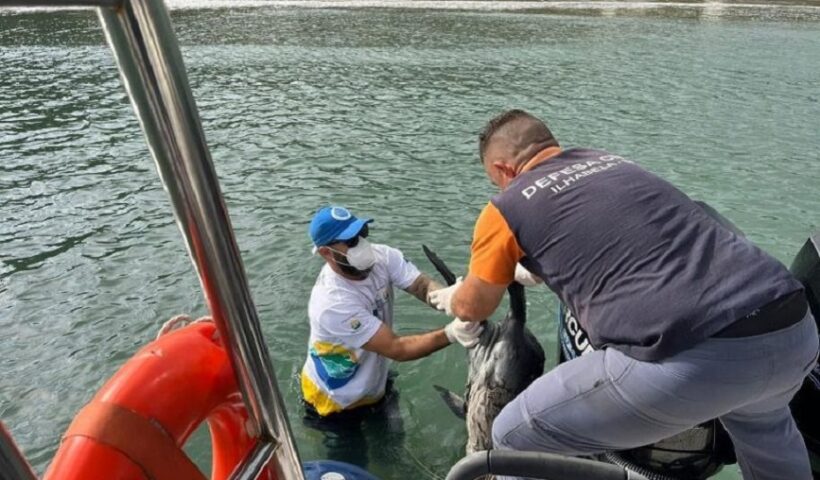 Lobo-marinho é encontrado morto em Ilhabela
