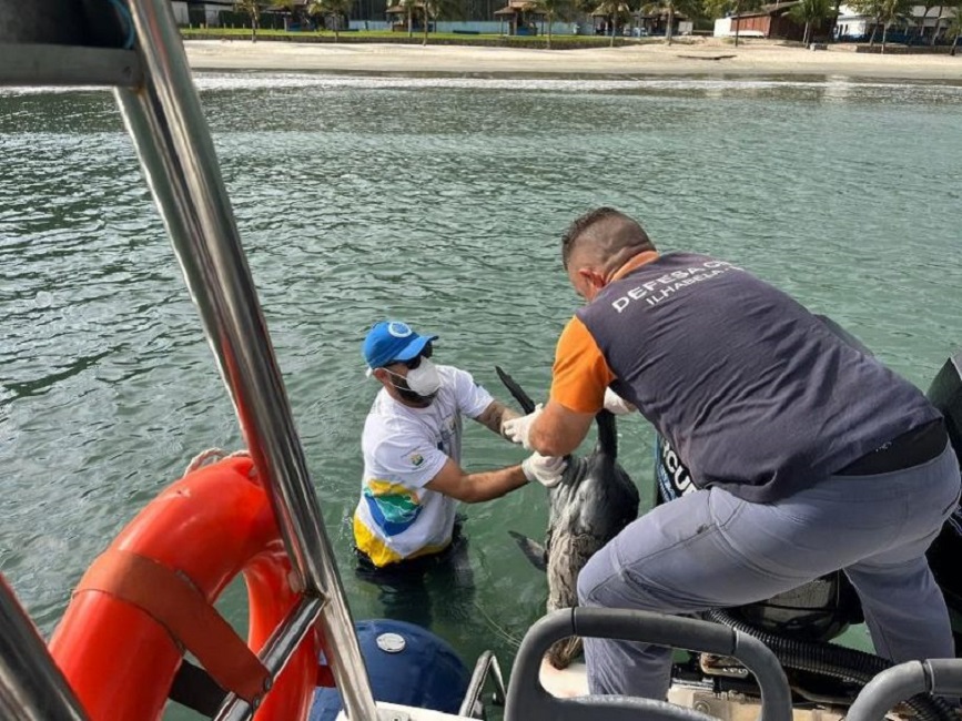 Lobo-marinho é encontrado morto em Ilhabela