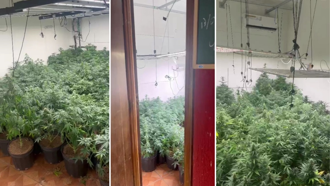 Quase 500 pés de maconha são apreendidos em casa na zona rural de Jacareí