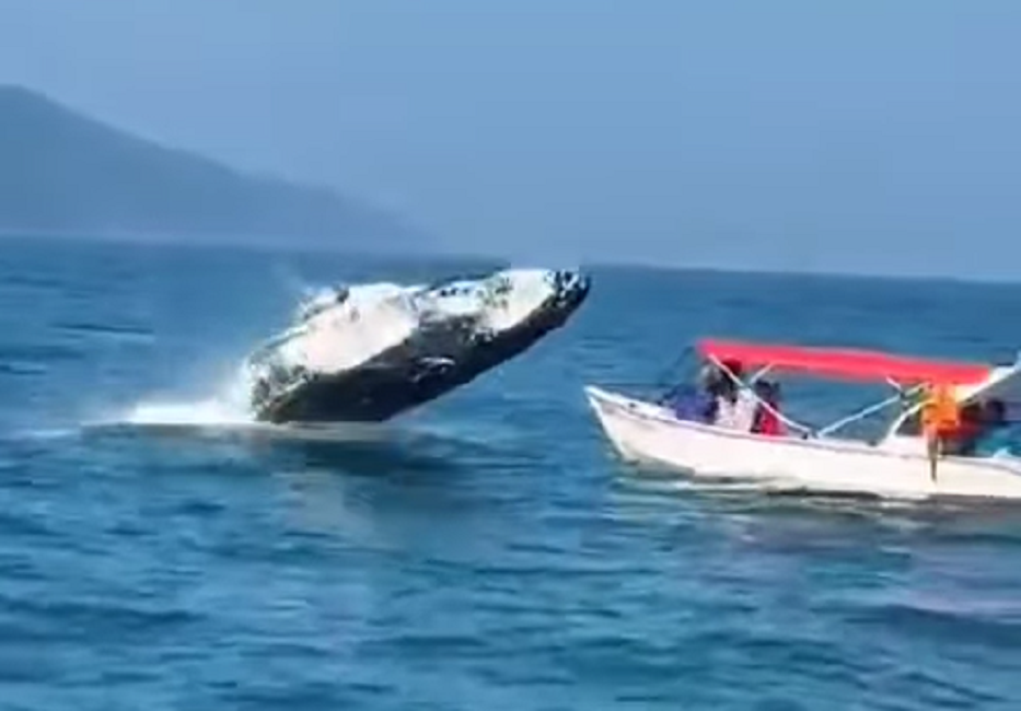 VÍDEO Baleia quase atinge embarcação em Ilhabela