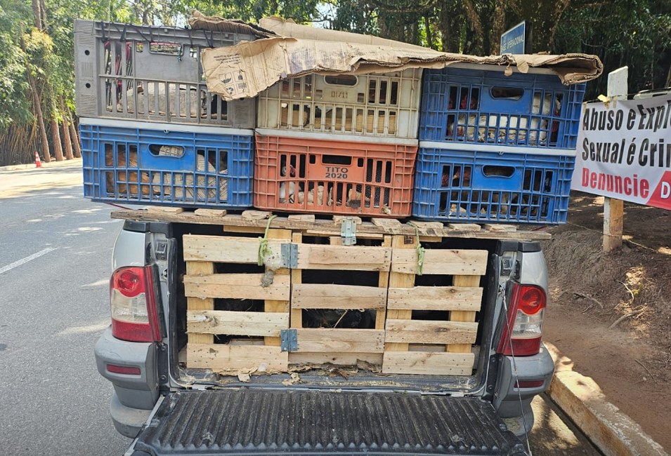 Homem é multado em R$ 195 mil por maus-tratos a galinhas em rodovia do Vale