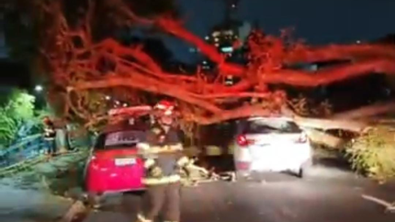 A queda da árvore aconteceu por volta das 20h desta sexta-feira (20) na Avenida Anchieta, região Central de São José dos Campos