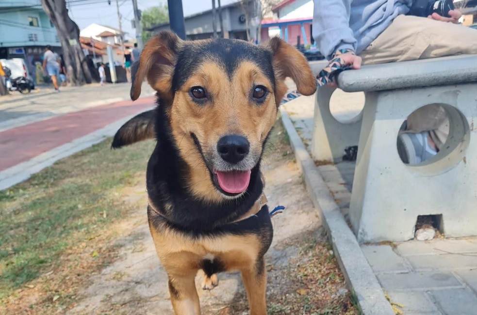 Pinda recebe feira de adoção de animais neste sábado (28)