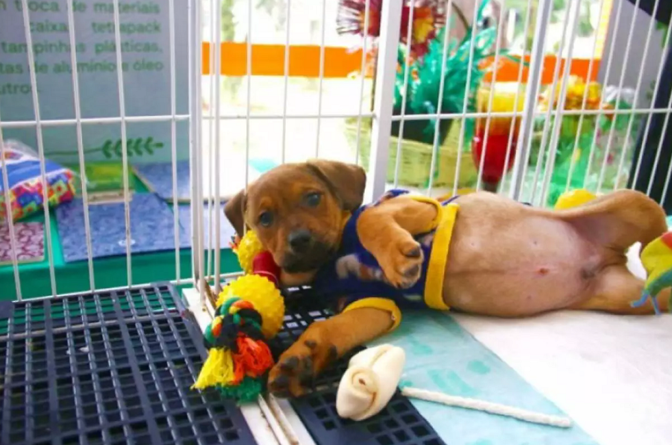 São José realiza feira de adoção, vacinação e microchipagem de pets no sábado (28)
