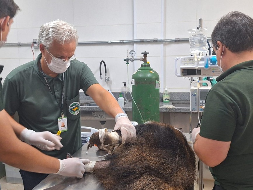 Vale recebe centros de reabilitação para animais silvestres vítimas de queimadas