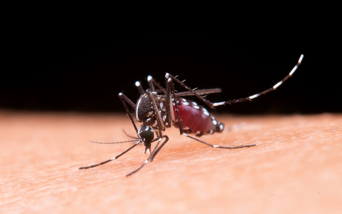 Mosquito macro photography. Vale do Paraíba ultrapassa 300 mortes por dengue em 2024