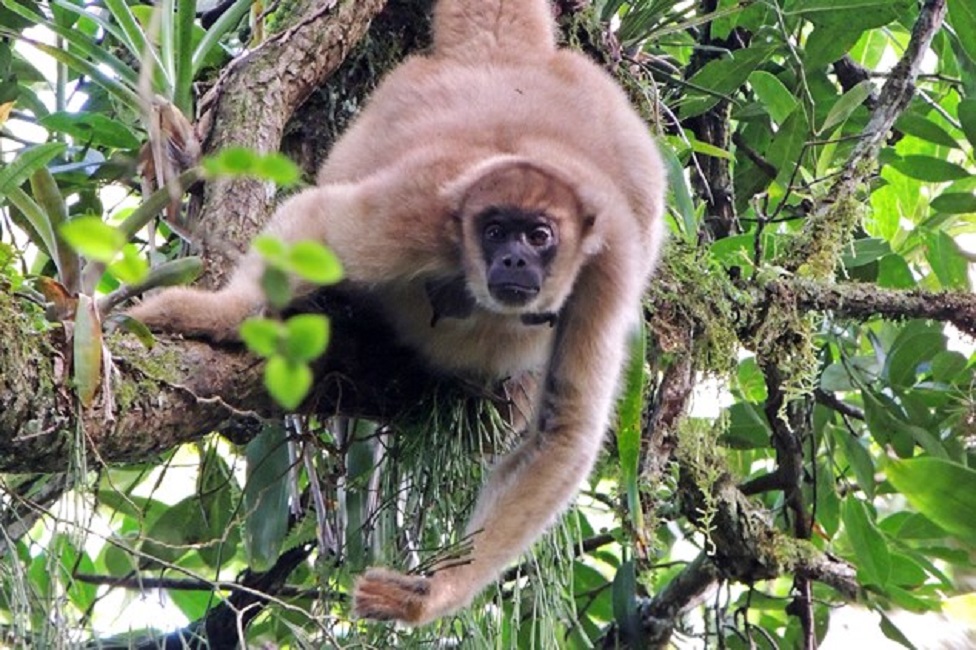 muriqui-femea-em-sfx-foto-de-allan-souza