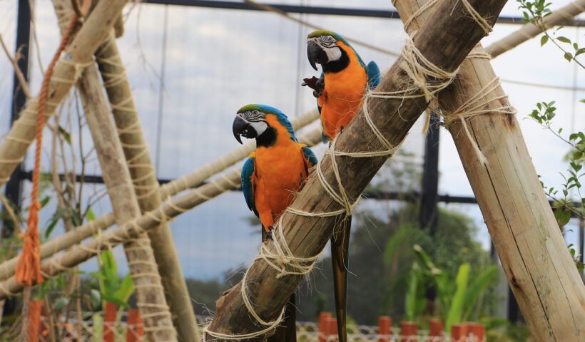 Refúgio das Aves: uma das atrações do Parque Três Pescadores, em Aparecida