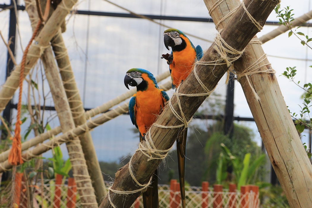 Refúgio das Aves: uma das atrações do Parque Três Pescadores, em Aparecida