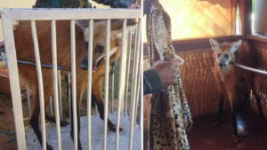 Lobo-guará é resgatado após invadir casa em Guaratinguetá