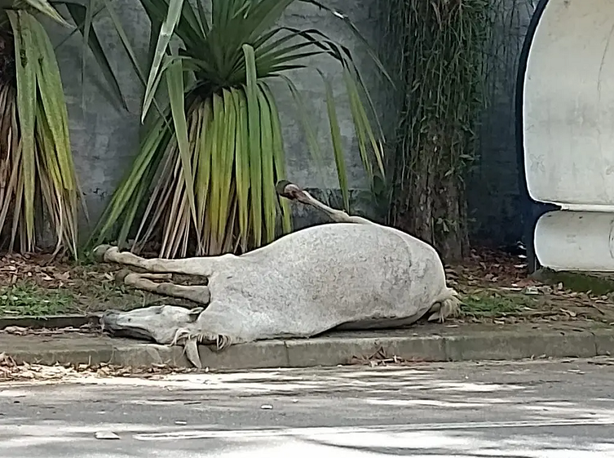 Cavalo morre após ser atropelado na Rodovia Monteiro Lobato
