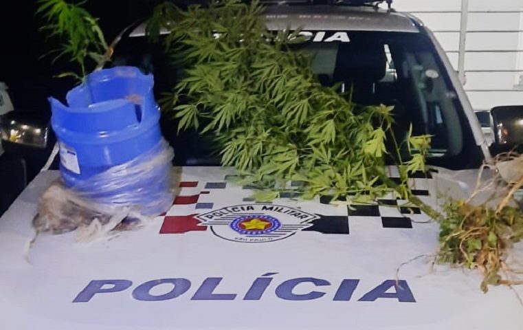 Suspeito preso com pés de maconha em ação da PM em Cunha