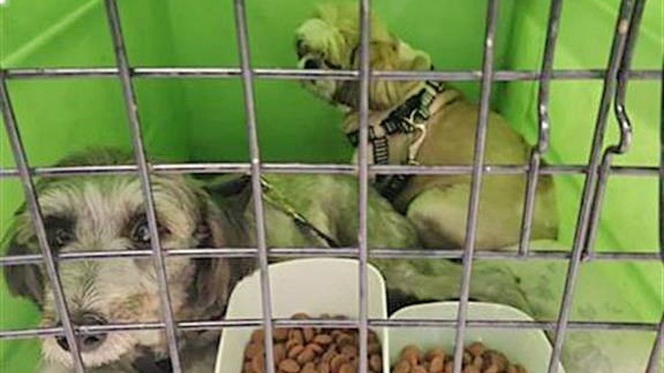 Cachorros resgatados na Dutra