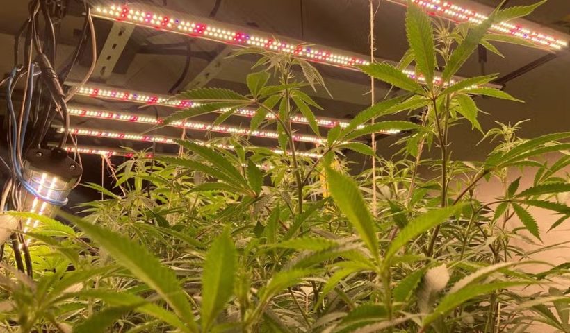 Polícia Civil de Taubaté apreende mais de 300 pés de maconha em cidades da região