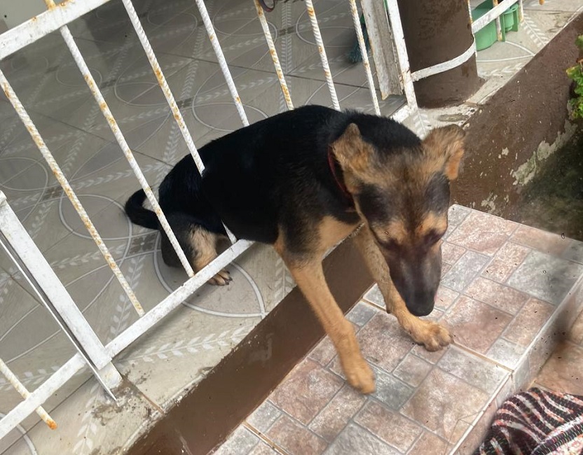 Bombeiros resgatam cachorro preso em grade em Caraguatatuba