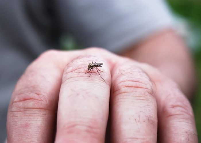 São José confirma quarta morte por dengue em 2025; Vale do Paraíba já soma 16 óbitos