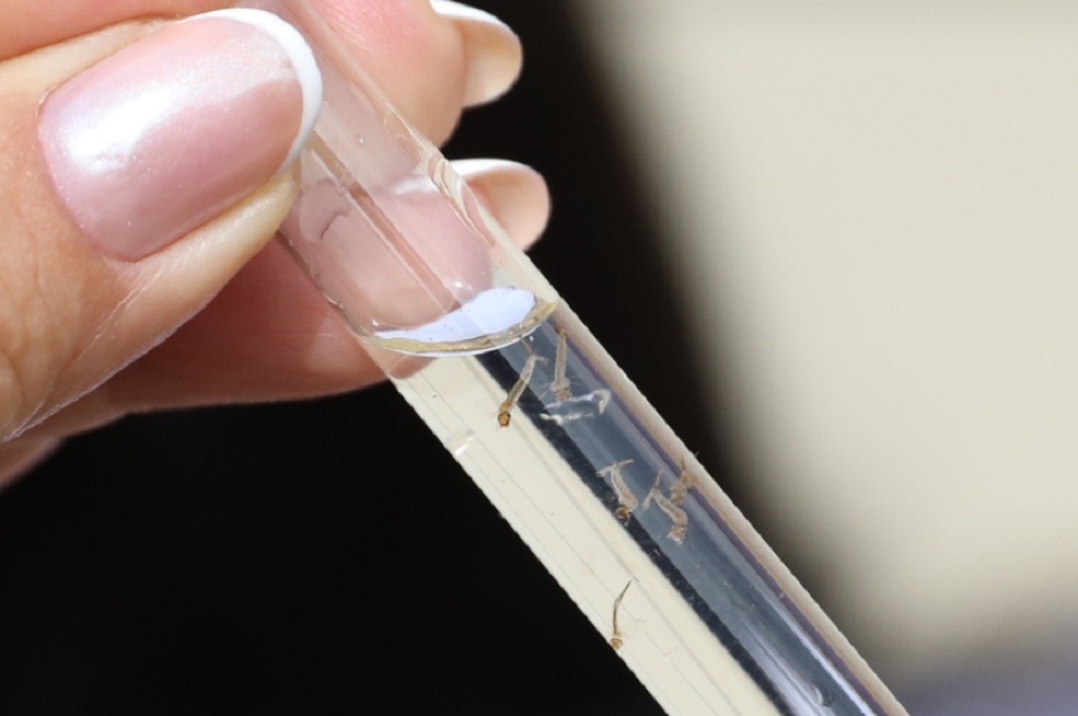 Dengue no Vale tem queda de 95% em 2025 em relação a 2024, nas primeiras semanas