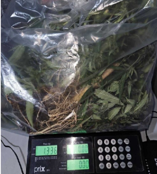 PM descobre quintal com 76 pés de maconha em Jacareí