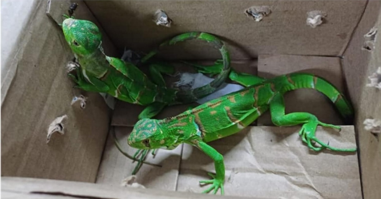 Homem é detido por crime ambiental ao transportar iguanas verdes em Jacareí