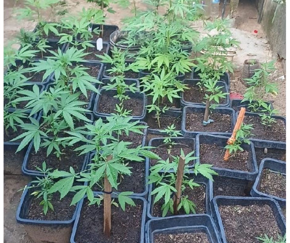 PM descobre quintal com 76 pés de maconha em Jacareí