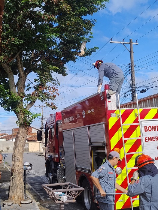 Coruja é resgatada após ficar presa em fio de telefone em Cachoeira Paulista