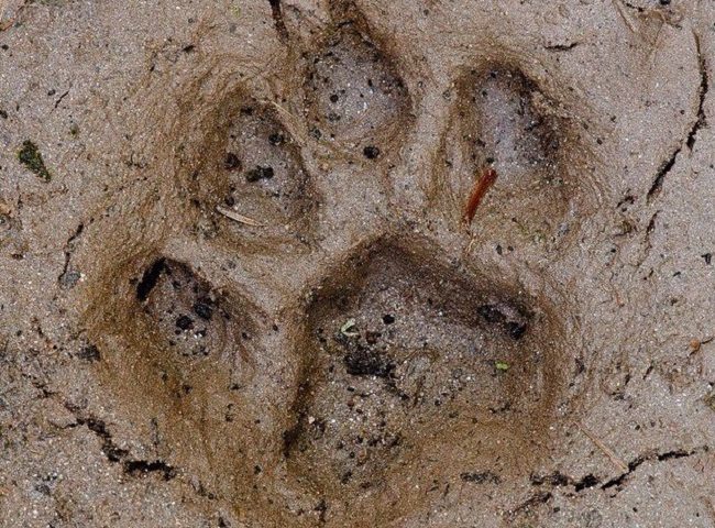 Felino silvestre perto da Johnson & Johnson gera alerta em São José