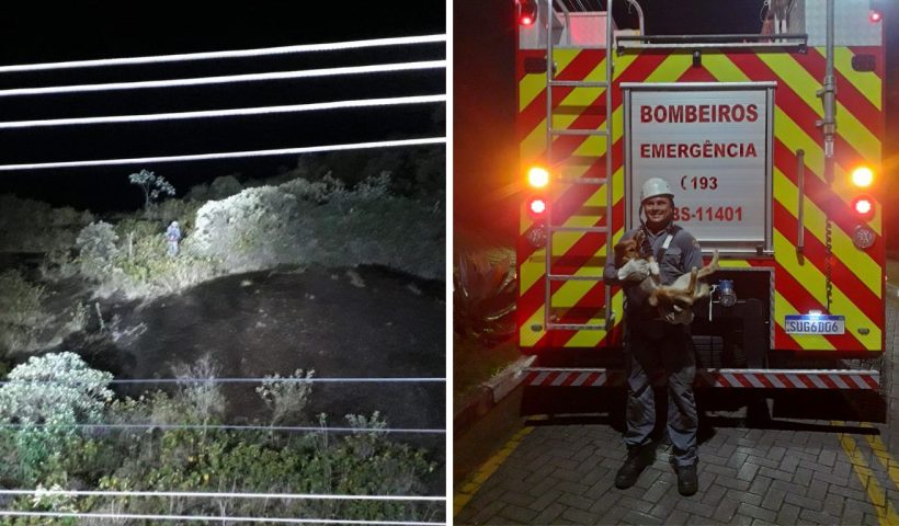 Bombeiros resgatam cachorro que estava preso em encosta em Caraguatatuba