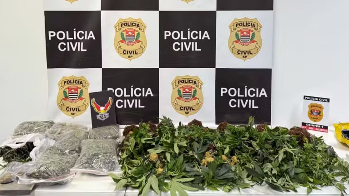 Polícia Civil encontra estufa de maconha em chácara de São José dos Campos