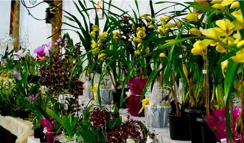 Exposição de Orquídeas movimenta centro histórico de Ilhabela neste fim de semana