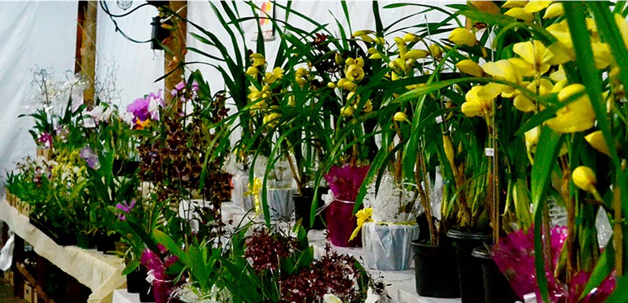 Exposição de Orquídeas movimenta centro histórico de Ilhabela neste fim de semana